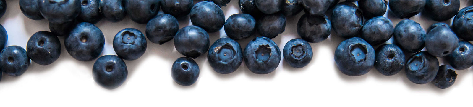Blueberry Season