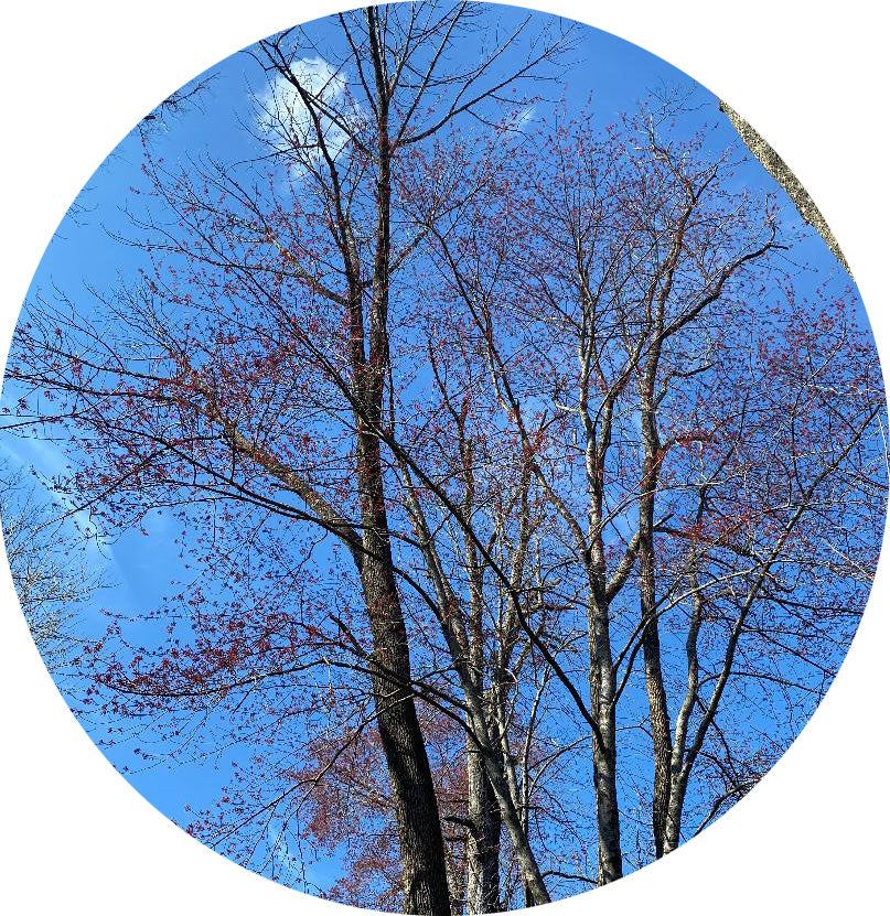 A Time To Reflect