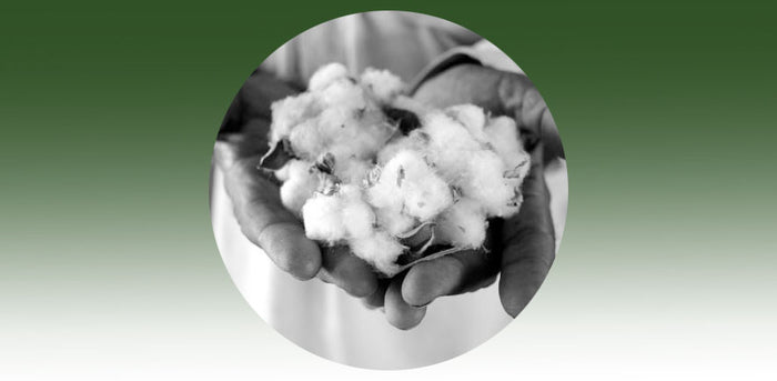 hands holding cotton