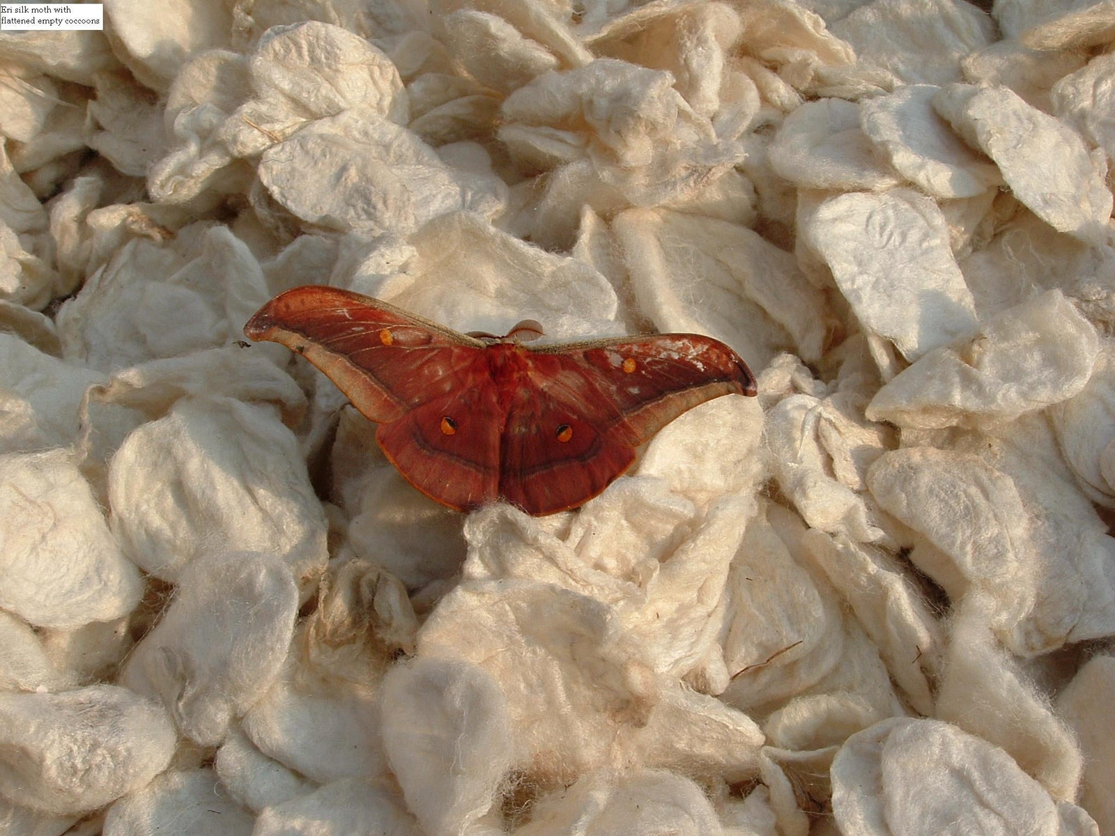Cruelty-Free Silk